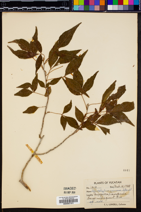 Allophylus filiger image