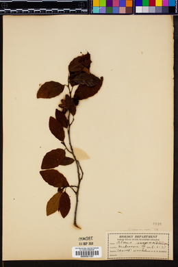 Alnus incana subsp. rugosa image