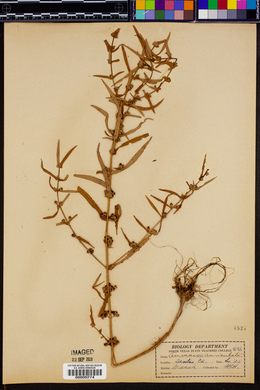 Ammannia auriculata image