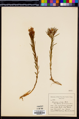 Amsonia ciliata image