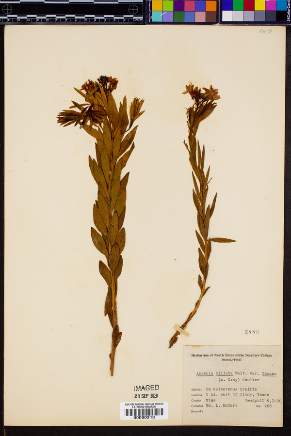 Amsonia ciliata var. texana image