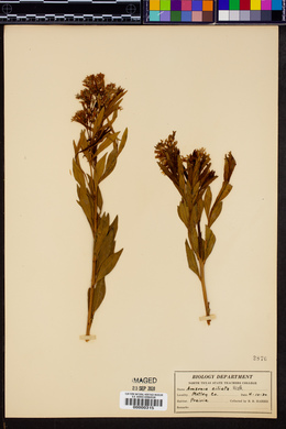 Amsonia ciliata image