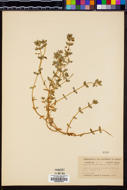 Anagallis arvensis var. caerulea image