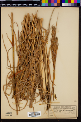 Andropogon glomeratus image