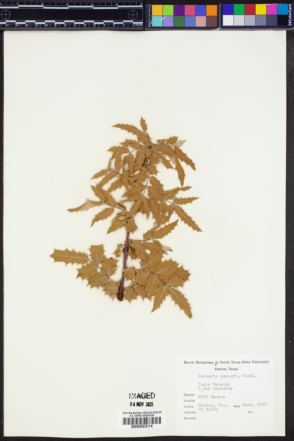 Mahonia swaseyi image