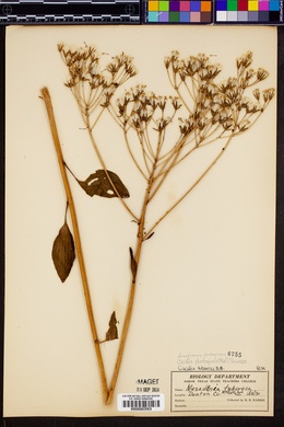 Arnoglossum plantagineum image