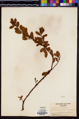 Arctostaphylos nevadensis image