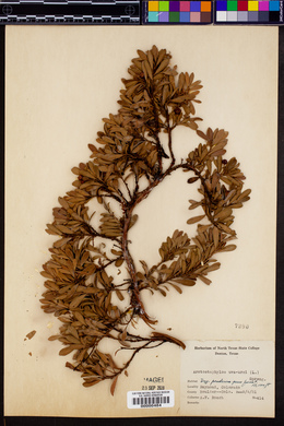 Arctostaphylos uva-ursi image