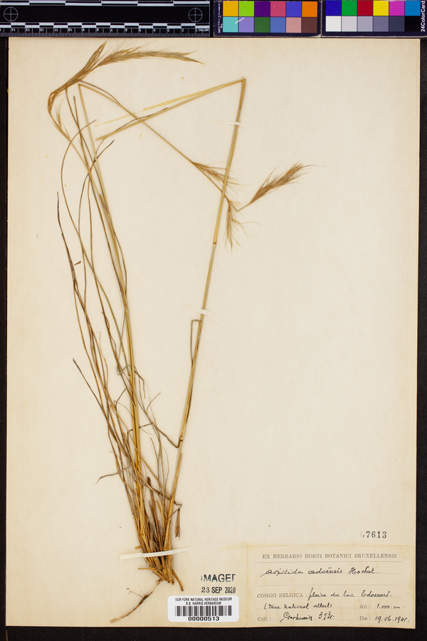 Aristida adoensis image
