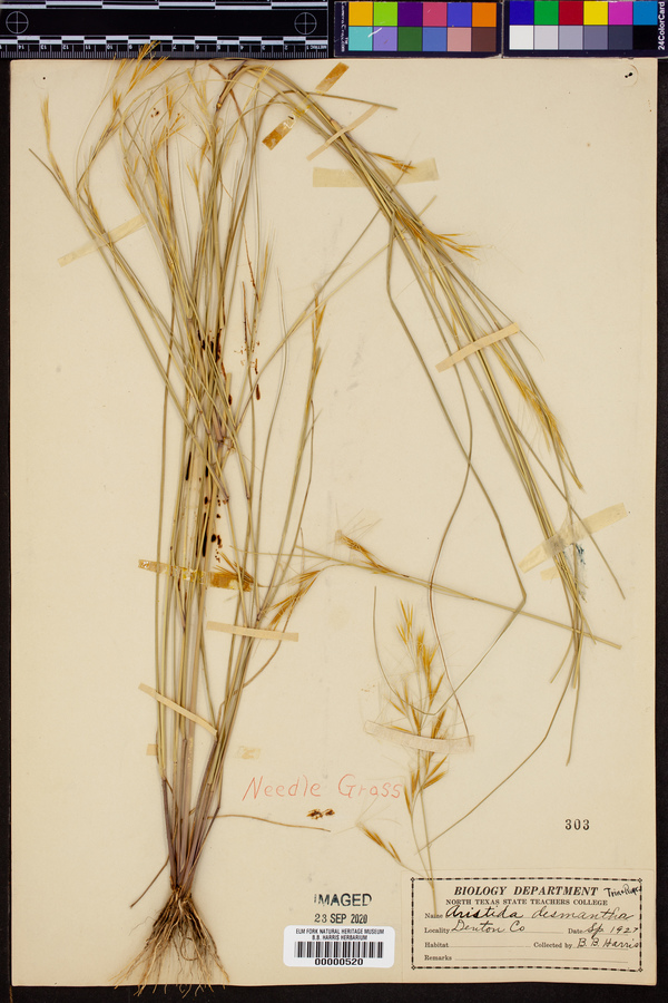 Aristida desmantha image