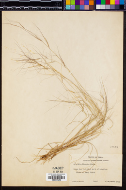 Aristida oligantha image