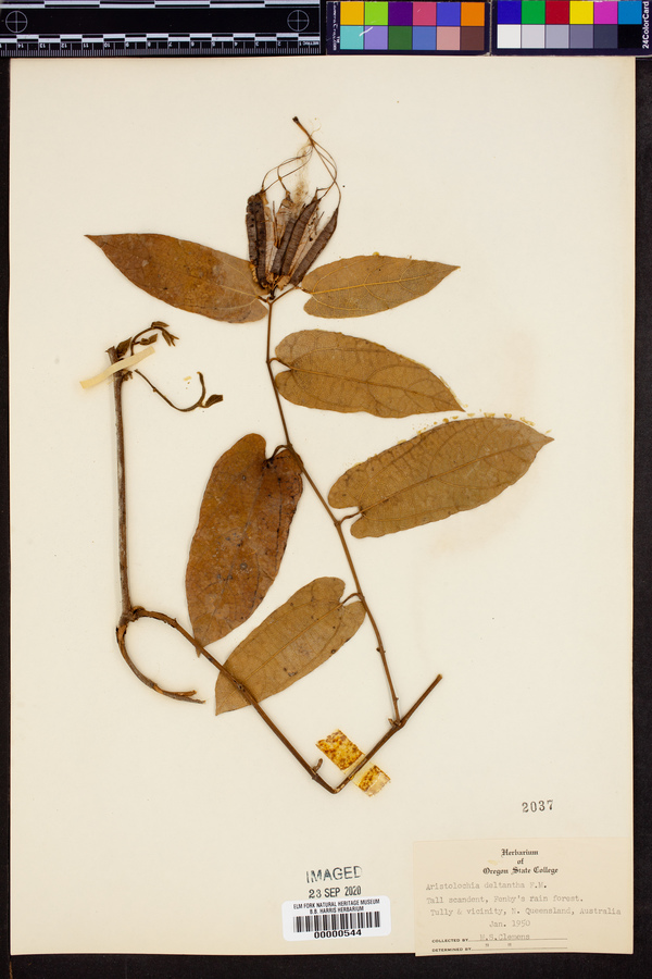 Aristolochia deltantha image