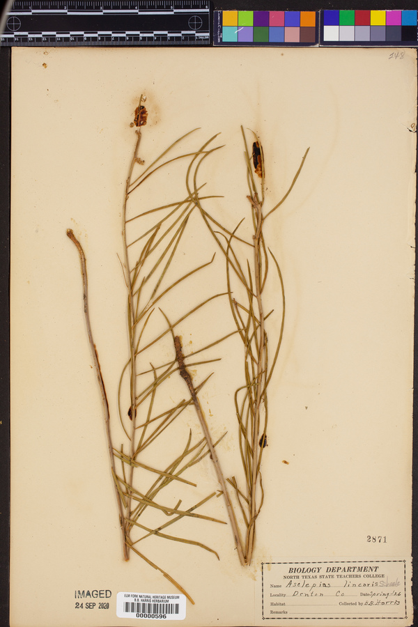 Asclepias linearis image