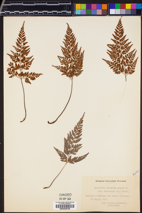 Asplenium onopteris image