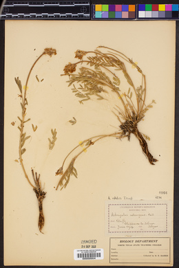 Astragalus nitidus image