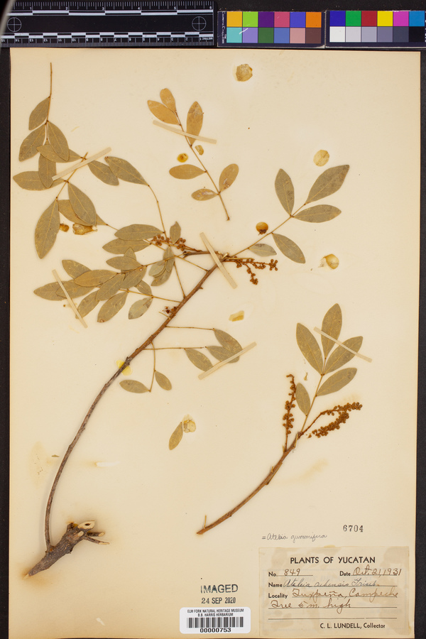 Ateleia gummifera image