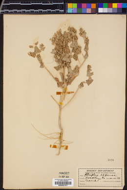 Atriplex argentea subsp. expansa image