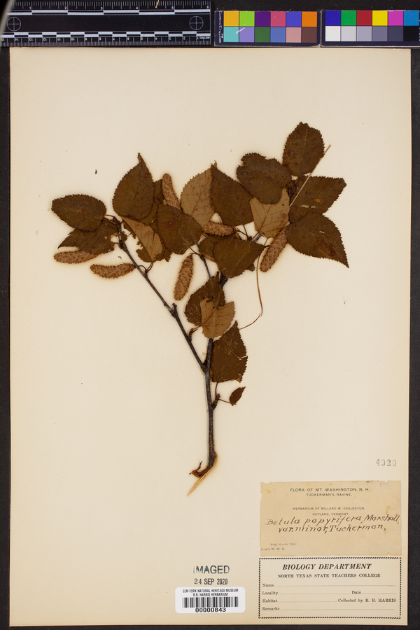 Betula papyrifera var. minor image