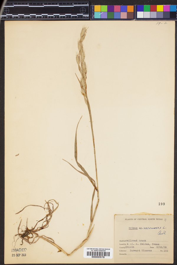 Bromus racemosus image