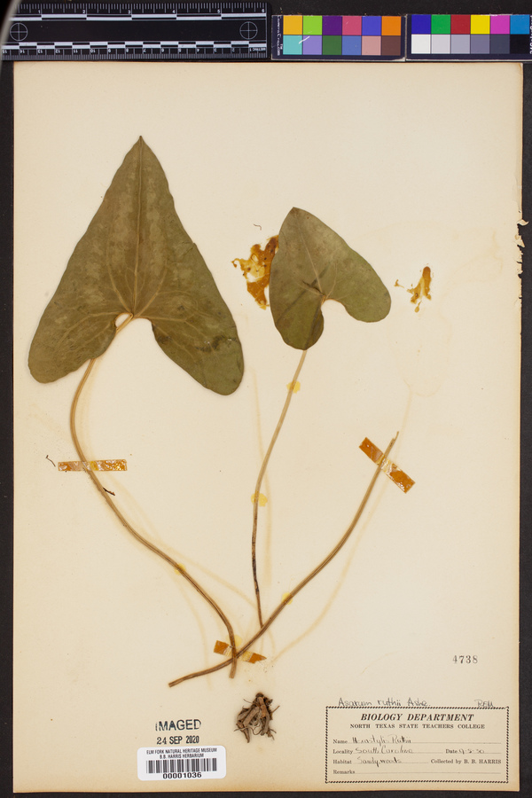 Asarum ruthii image