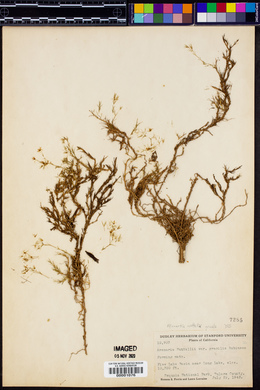 Sabulina nuttallii var. gracilis image