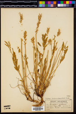 Oxytropis pinetorum image