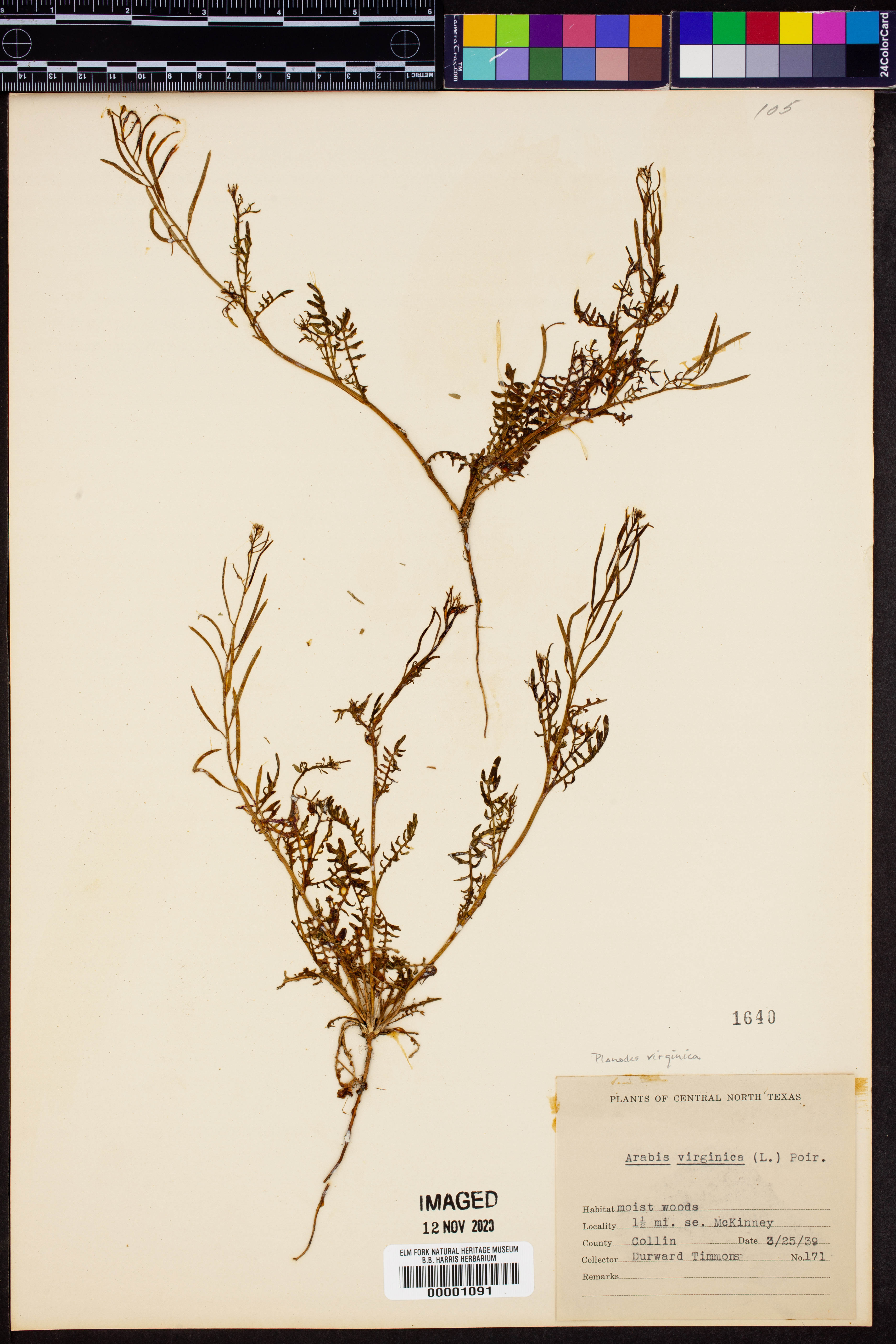 Planodes