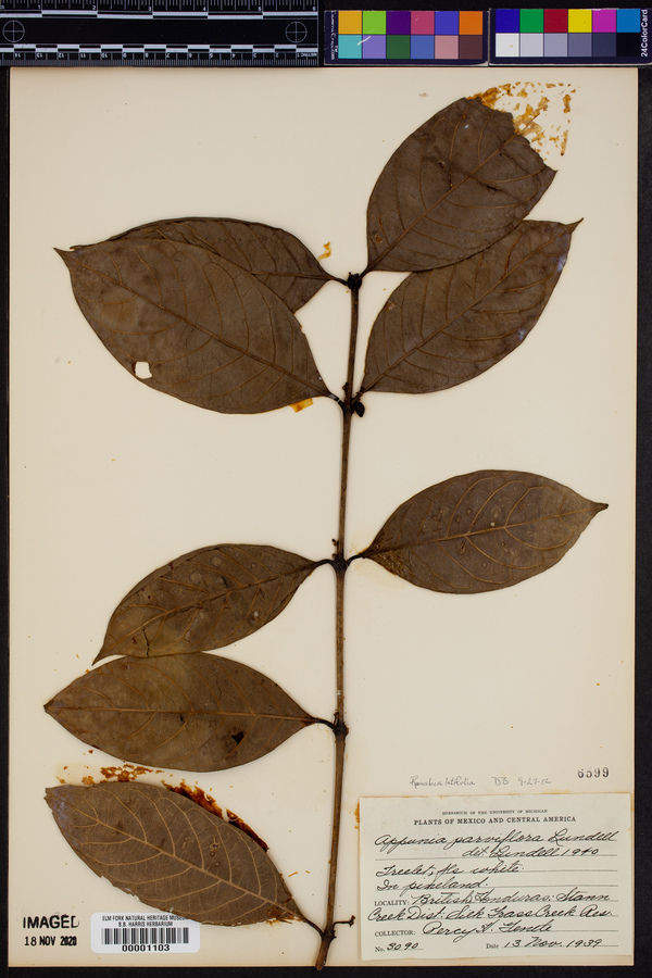 Ronabea latifolia image
