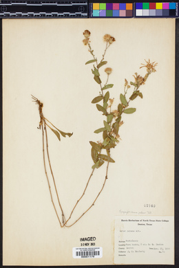 Symphyotrichum patens image