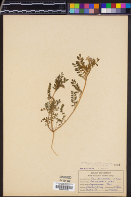 Astragalus nuttallianus var. nuttallianus image