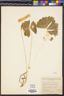 Achlys triphylla image