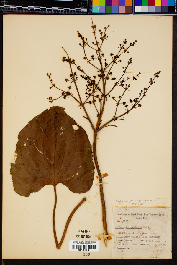 Alisma plantago-aquatica image