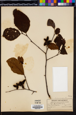 Alnus incana subsp. rugosa image