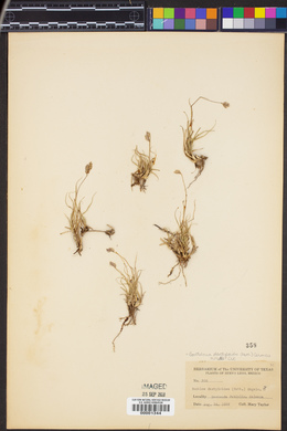 Bouteloua dactyloides image