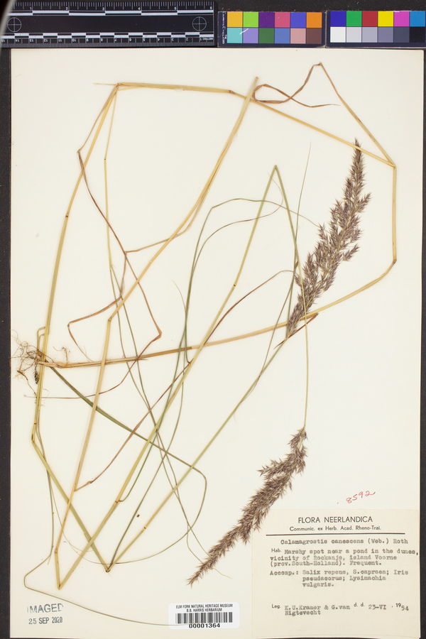 Calamagrostis canescens image