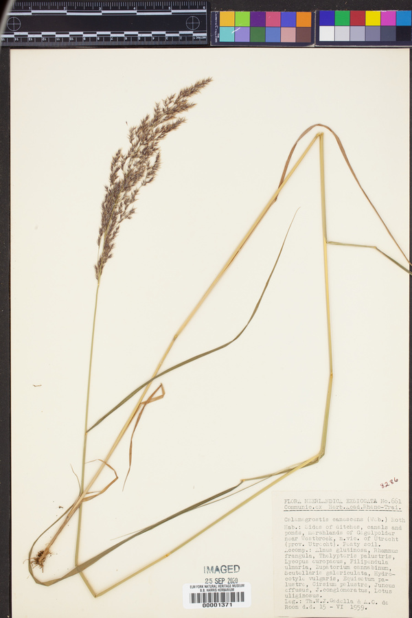 Calamagrostis canescens image