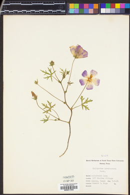 Callirhoe involucrata image