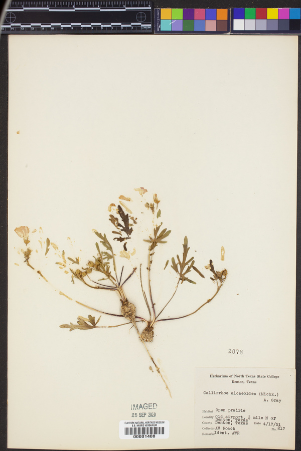 Callirhoe alcaeoides image