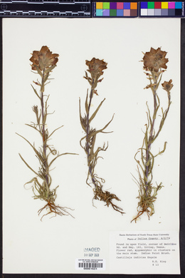 Castilleja indivisa image