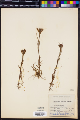 Castilleja indivisa image