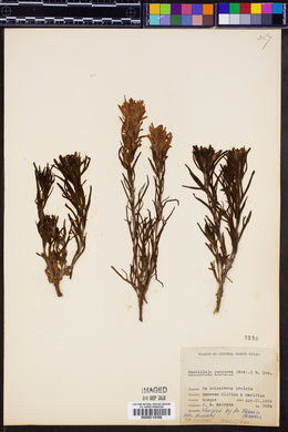 Castilleja purpurea image