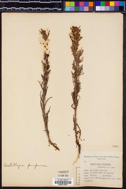 Castilleja purpurea image