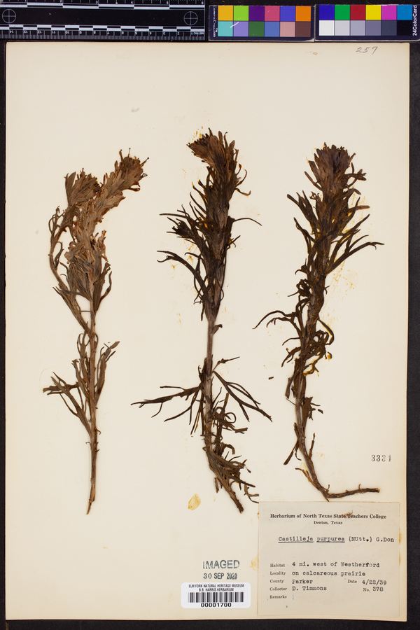Castilleja purpurea image