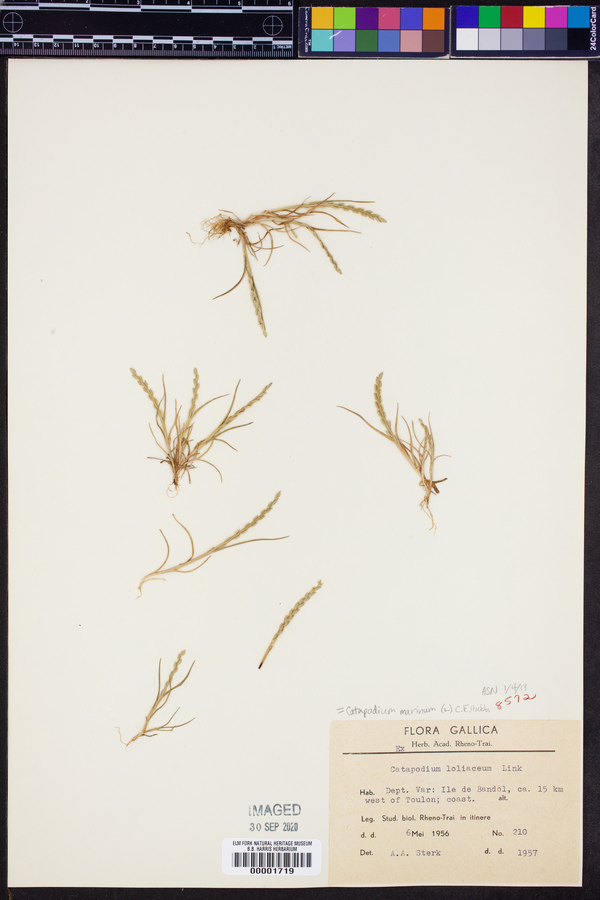 Catapodium marinum image