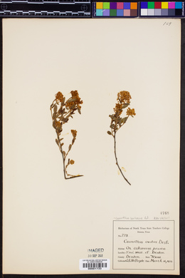 Ceanothus herbaceus image