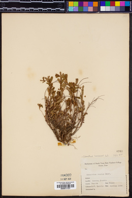 Ceanothus herbaceus image