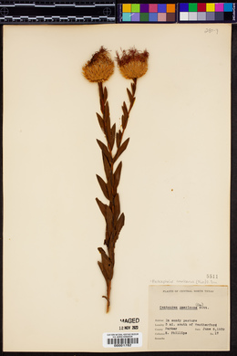 Plectocephalus americanus image