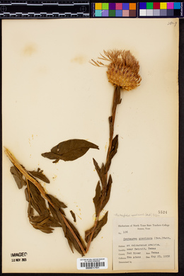 Plectocephalus americanus image