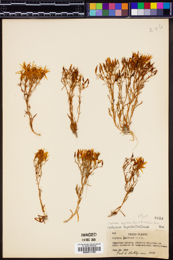 Zeltnera beyrichii image