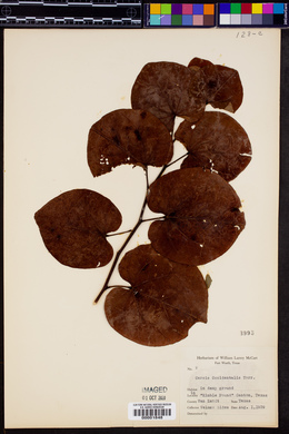 Cercis occidentalis image